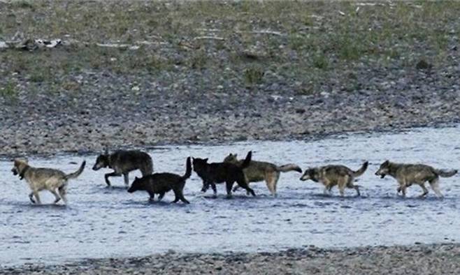 ‘울프 8’은 세계에서 가장 오랫동안 늑대를 관찰한 사람이 들려주는 야생 복원기이다. 저자는 하루 16시간 이상, 일주일에 78시간씩, 6175일을 하루도 빠지지 않고 산과 들판으로 나가 늑대를 바라보며 야생이 본래의 모습을 회복하는 장면을 기록했다.