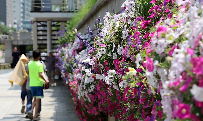 청계천 산책길에 조성된 나팔꽃.