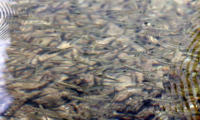청계천 유영하는 피라미떼