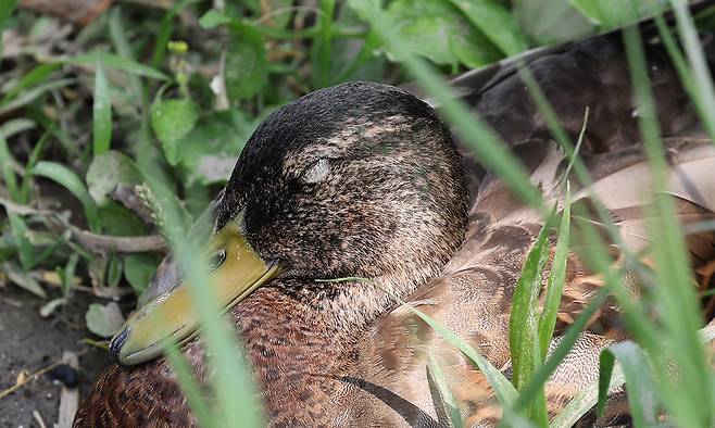 그늘 아래 꾸벅꾸벅 졸고있는 청둥오리