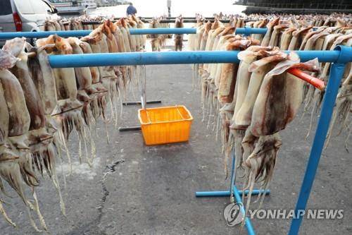 울릉도 도동항에서 건조 중인 오징어  [연합뉴스 자료사진]