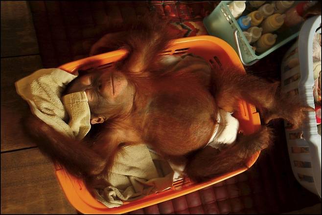 야생 오랑우탄은 이동량과 주변 동료 수가 많을수록 수면 시간이 줄어들며, 사회적 활동을 잠보다 우선시하는 경향이 있다. 기후 변화와 에너지 섭취량 역시 수면 패턴에 영향을 미쳐, 수면 조절이 매우 유연하게 이뤄진다. (사진=게티이미지코리아.)