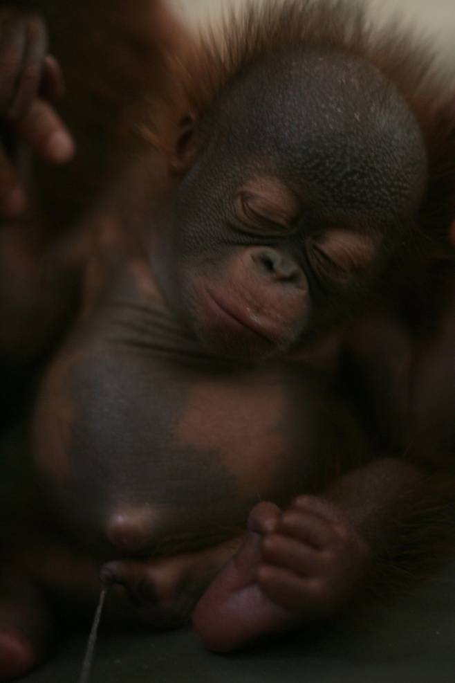야생 오랑우탄은 이동량과 주변 동료 수가 많을수록 수면 시간이 줄어들며, 사회적 활동을 잠보다 우선시하는 경향이 있다. 기후 변화와 에너지 섭취량 역시 수면 패턴에 영향을 미쳐, 수면 조절이 매우 유연하게 이뤄진다. (사진=게티이미지코리아.)