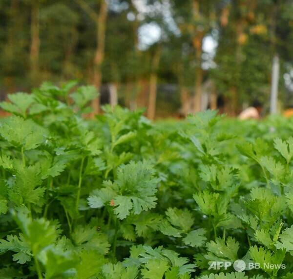 칼럼 내용과 관련 없는 참고 사진입니다. 사진제공=ⓒAFPBBNews = News1 (사진을 무단으로 사용하지 마십시오.)