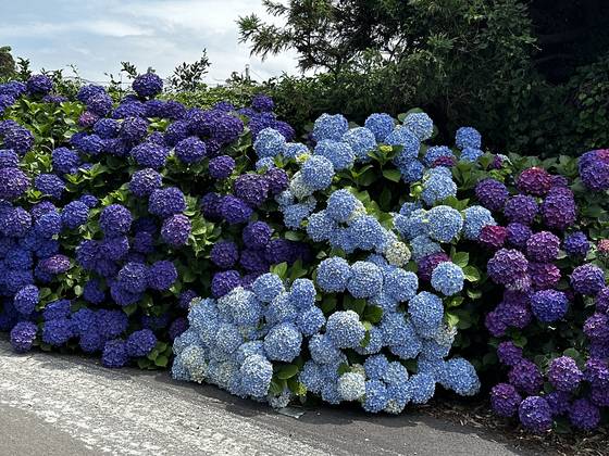 여름철 제주도 곳곳에 피어나는 수국. 최충일 기자