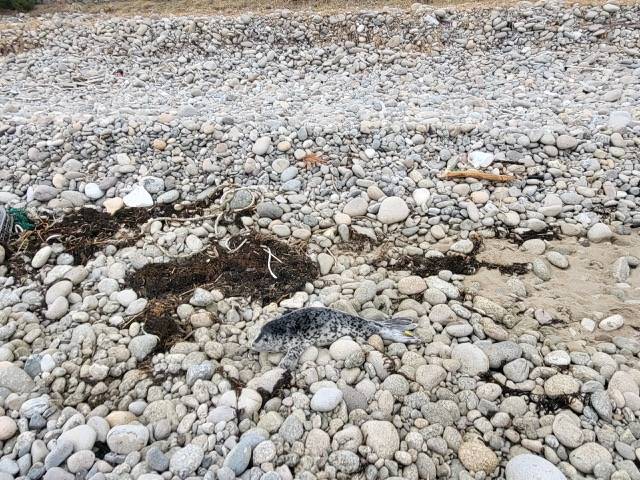 지난 3월 강원도 양양군 해변에서 발견된 아기 점박이물범(사진 가운데)  [사진 제공: 해양수산부]