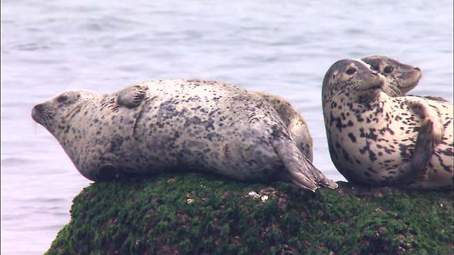서해 최북단 섬 백령도 바위 위에서 쉬고 있는 점박이 물범 [KBS 자료화면]