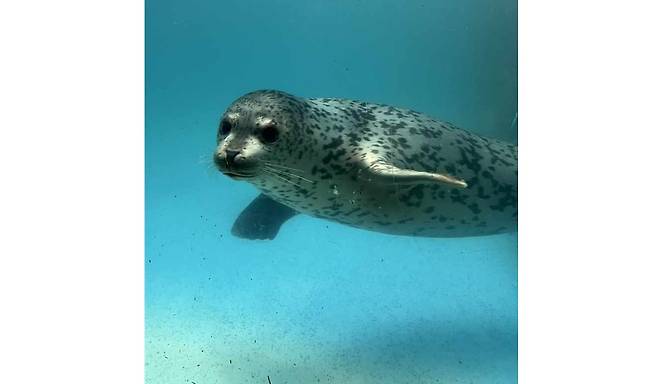 서울대공원 수조 속에서 헤엄치고 있는 아기 점박이물범 [사진 제공: 해양수산부]