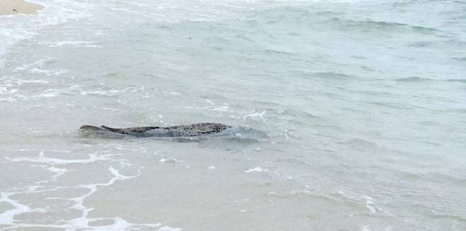 회복 후 강원도 강릉 해역에 자연 방류된 아기 점박이물범. [사진 제공: 해양수산부]