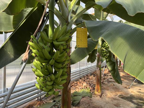 용인시농업기술센터 과학영농시설에서 재배된 국산 바나나가 탐스럽게 익어가고 있다. 경기도농업기술원 제공