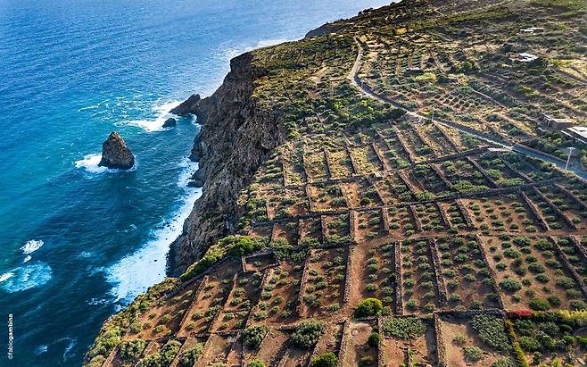 이탈리아 시칠리아 남쪽 판텔레리아(Pantelleria) 섬에 있는 랄로 가문의 와이너리 포도밭의 모습.  나라셀라