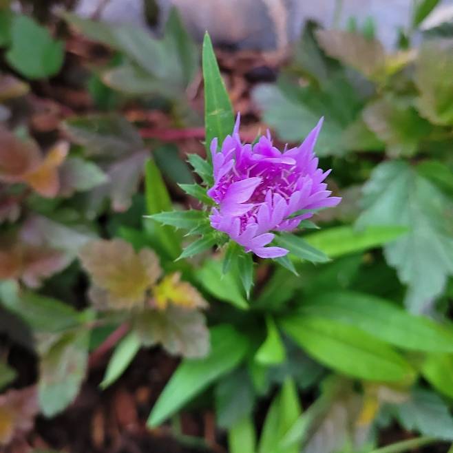 아침 산책길에서 만난 이름 모를 꽃