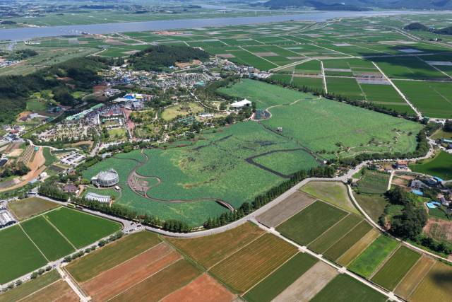 28회 무안연꽃축제에서 싱그러운 초록빛 연잎 장관을 이룬 회산백련지 전경. 사진 제공=무안군