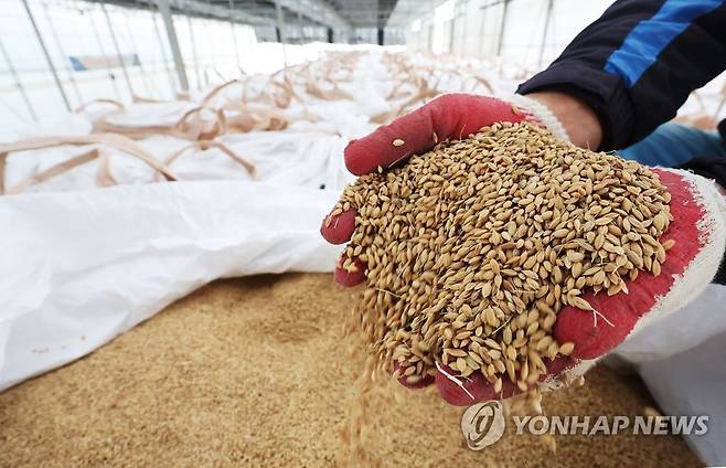 수매한 벼 살펴보는 관계자 [연합뉴스 자료 사진]