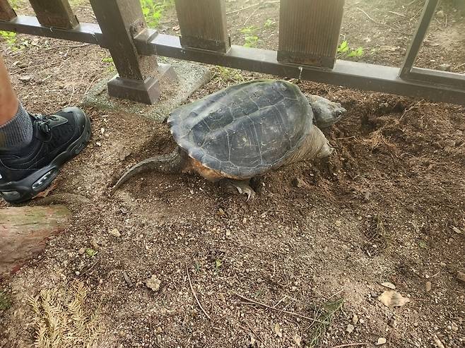 ▲ 30일 오전 인천 부평구 갈산동 굴포천 일대에서 발견한 생태계 교란종 '늑대거북'의 모습. /사진제공=부평구