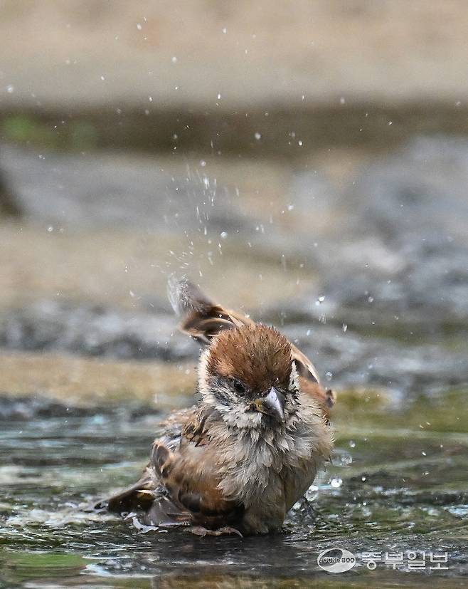 전국적으로 낮기온이 30도를 넘으며 불볕더위가 찾아온 30일 오후 수원시 올림픽공원에서 참새가 시원한 물로 목욕을 하며 더위를 식히고 있다. 김경민기자