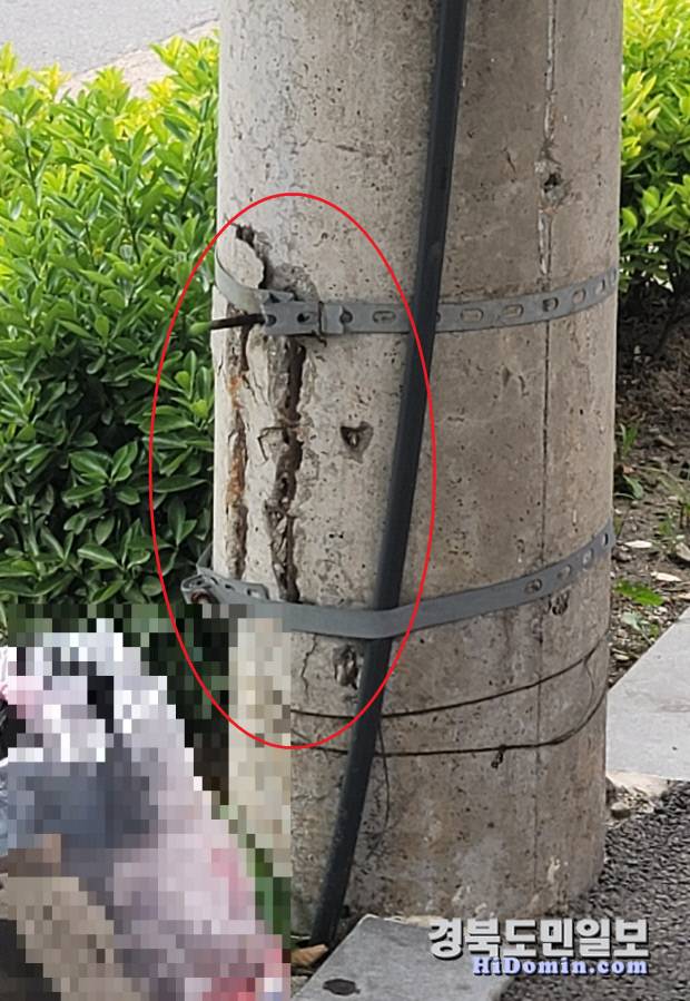 갈라져 균열이 생긴 전봇대 하단(붉은색 원형 마크 부분). 사진=독자 제공