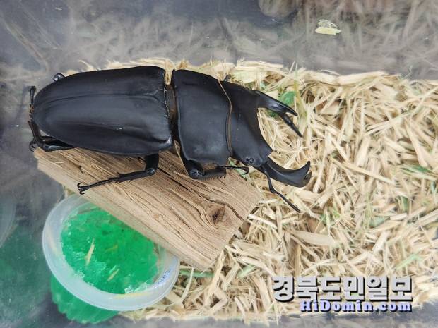 프랜쥬는 자체 제작한 톱밥, 사료를 사용해 국내에서 보기 힘든 대형 곤충들을 생산해 내고 있다. 사진은 프랜쥬에서 생산한 대형 왕사슴벌레 수컷 모습.(사진=황지환 인턴기자)