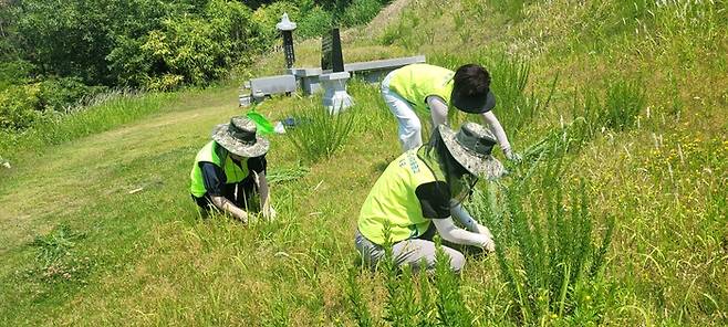 대구 달성군 옥포읍 기세리 한백산 자락에 위치한 송해 선생 부부 묘소에서 송해 선생님을 사랑하는 모임 봉사자들이 잡초를 제거하며 묘역을 정비하고 있다. <영남일보 독자 제공>