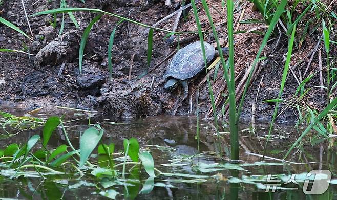 지난 28일 합덕제 백련지 일원에서 천연기념물 남생이 방사 모습.  (당진시 제공. 재판매 및 DB금지)2025.6.30/뉴스1