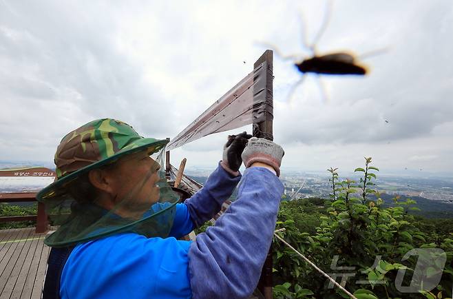 30일 오후 인천 계양구 계양산 정상에 붉은등우단털파리(러브버그) 무리가 대량 출몰한 가운데 계양구청 공원녹지과 산림보호팀 관계자들이 방역 및 날벌레 트랩을 설치하고 있다. 2025.6.30/뉴스1 ⓒ News1 김진환 기자
