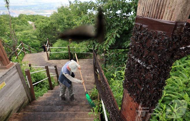 30일 오후 인천 계양구 계양산 정상에 붉은등우단털파리(러브버그) 무리가 대량 출몰한 가운데 계양구청 공원녹지과 산림보호팀 관계자들이 방역 작업을 하고 있다. 2025.6.30/뉴스1 ⓒ News1 김진환 기자