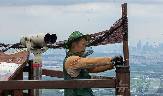 30일 오후 인천 계양구 계양산 정상에 붉은등우단털파리(러브버그) 무리가 대량 출몰한 가운데 계양구청 공원녹지과 산림보호팀 관계자들이 방역 및 날벌레 트랩을 설치하고 있다. 2025.6.30/뉴스1 ⓒ News1 김진환 기자
