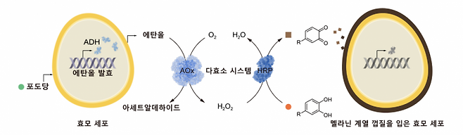 세포대사 연계형 자율적 SCNE 방법론을 보여주는 모식도. KAIST 제공