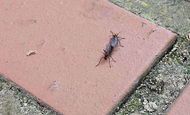 서울 시내에서 발견된 러브버그. 연합뉴스