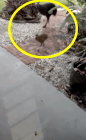 ⓒ더오스트리안 갈무리