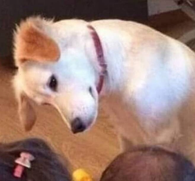 image.png 아기들이 보는 동화책이 궁금했던 댕댕이