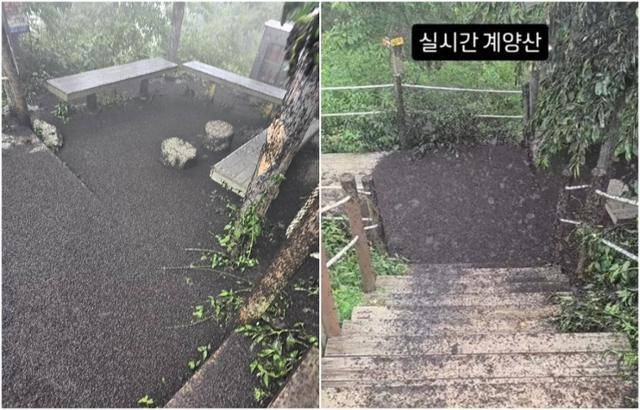 인천 계양산 정상을 점령한 러브버그 사체들. 블로그·인스타그램 캡처