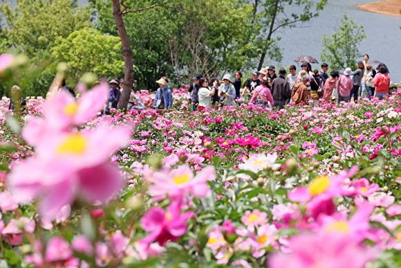 붕어섬에 핀 작약꽃과 관광 인파  [사진=임실군 ]
