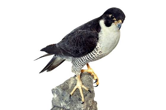 매와 같은 새는 뼛속에 구멍이 많이 뚫려있고 몸속에는 공기가 들어가는 주머니인 기낭이 있으며, 몸체는 공기의 저항을 덜 받는 유선형이다.