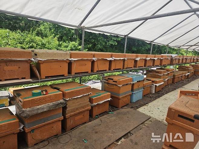 [용인=뉴시스] 스마트 벌통을 설치한 양봉농가. (사진=용인시 제공) 2025.06.30. photo@newsis.com