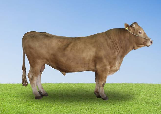 [세종=뉴시스] 농촌진흥청은 올해 상반기 한우 보증씨수소 18마리를 새롭게 선발했다고 30일 밝혔다. (사진=농진청 제공) 2025.06.30. photo@newsis.com *재판매 및 DB 금지