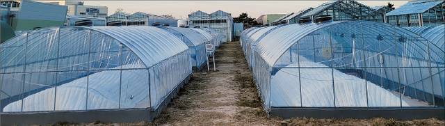 국산 PO 필름을 사용한 경북 성주의 참외 시설하우스 모습. 농촌진흥청