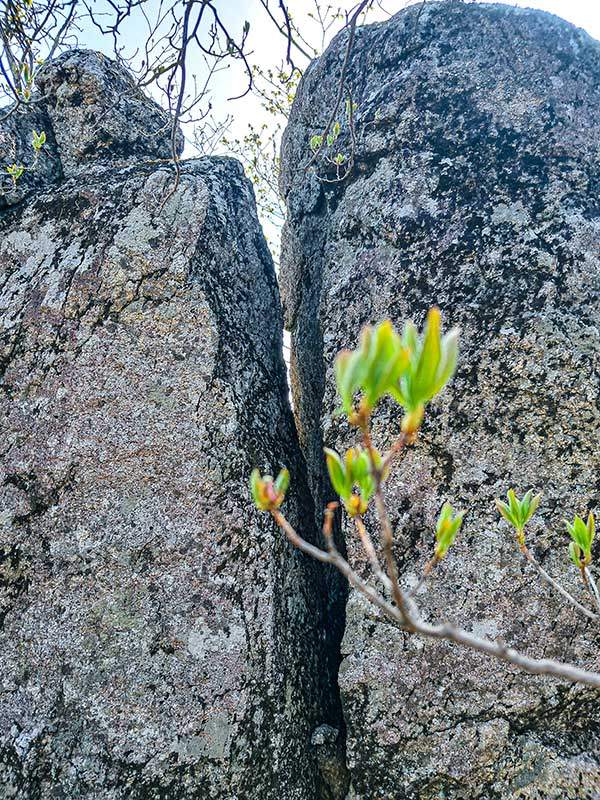 쌍둥이 바위와 봄나무.