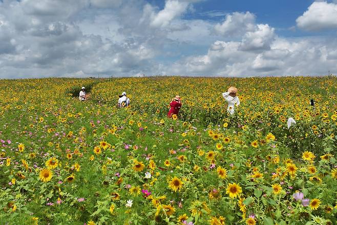 전국 대부분 지역에서 최고체감온도가 33도 안팎으로 오르며 무더위가 계속되는 가운데&nbsp;30일 경기 안성시 안성팜랜드를 찾은 시민들이 만개한 해바라기 밭을 거닐고 있다.