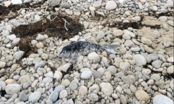 해양수산부는 지난 3월 27일 강원도 양양군 해안에서 구조된 어린 점박이물범을 약 3개월간의 집중 치료 끝에 건강을 회복시켜 지난 25일 강릉 사근진해변 인근 해역에 방류했다고 29일 밝혔다. 사진은 발견 당시 물범 모습. 2025.6.29 해수부 제공