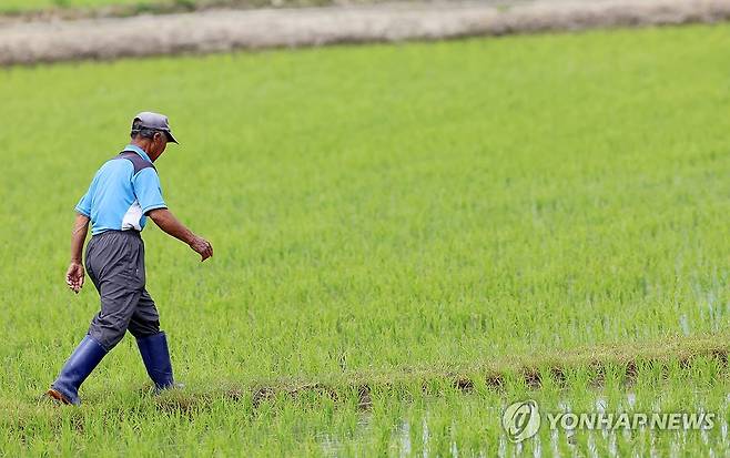 이른 아침 농부의 일상 [연합뉴스 자료사진]