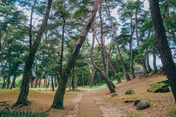 소수서원 경내로 이어지는 아름다운 둘레길과 소나무 모습