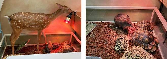 육지거북 사육장으로 꽃사슴(왼쪽)이나 왈라비가 뛰어들어가는 등 전시 동물에게 외상이 발생할 위험성도 관찰됐다. 어웨어 제공