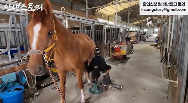 누군가의 손발톱을 관리해주고 수억원의 연봉을 받는 직업이 있다. 편자를 맞춤 제작해 말발굽에 대는 일을 하는 장제사다.   19살, 이른 나이에 일을 시작한 장제사 주승태(30)씨는 어느덧 경력 10년 이상 베테랑이 됐다. 일당이 180만원에 달한다는 그는 최근 2주 동안 하루도 집에 못 들어갔을 만큼 바쁘게 살고 있다고 전했다. /사진=유튜브 채널 '인생스토리' 캡처