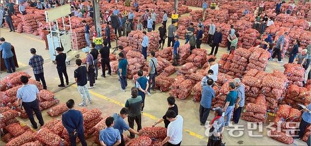 6월30일 햇건마늘 초매식이 열린 경남 창녕농협 농산물공판장에서 농민과 유통인들이 마늘 품위를 살펴보고 있다.