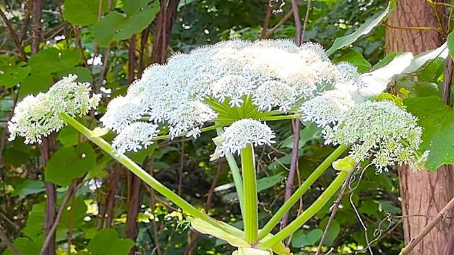 일본 홋카이도대 캠퍼스에서 발견된 ‘자이언트 하귀드’ 의심 식물. 일본 UHB홋카이도문화방송 화면 캡처