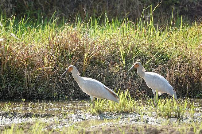 최근 자연정착에 성공한 3세대 야생따오기 모습 ⓒ창녕군