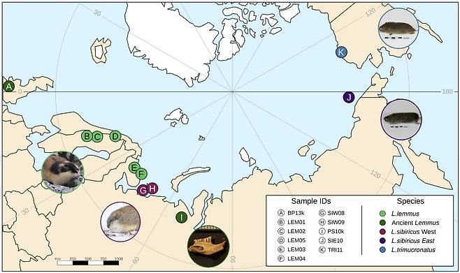 현대 레밍 9마리와 고대 레밍 2마리 표본 채취 위치 노르웨이레밍(L. lemmus;연두색), 고대 레밍(Lemmus;진녹색), 서시베리아레밍(L. sibiricus West;분홍색), 동시베리아레밍(L. sibiricus East;보라색), 근극지갈색레밍 (L. trimucronatus;파란색). [PNAS / Edana Lord et al. 제공. 재판매 및 DB 금지]