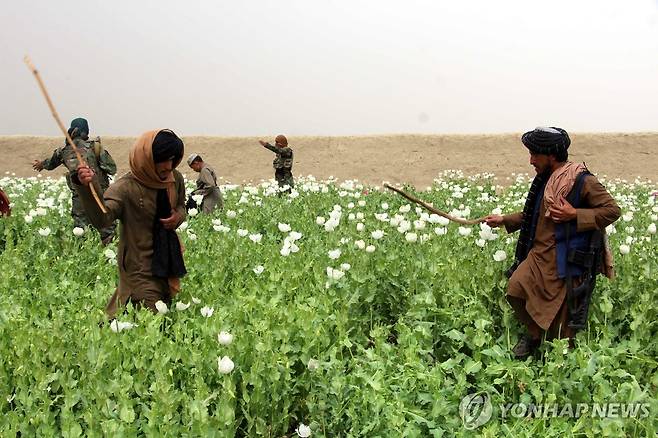 마약성 양귀비 파괴하는 아프간 탈레반 보안대원들 [EPA 연합뉴스 자료사진. 재판매 및 DB 금지]