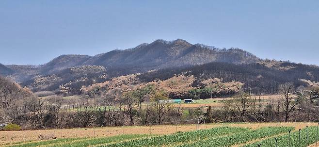 경북 의성 산불피해지 [국립산림과학원 제공. 재판매 및 DB 금지]